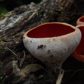 Piros csészegomba (Sarcoscypha coccinea)