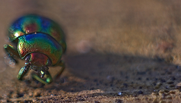 Reggeli dermedtség - Szivárványos levélbogár (Chrysolina cerealis)