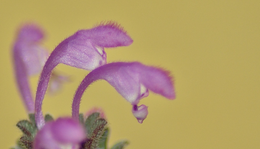 Bársonyos árvacsalán (Lamium amplexicaule)