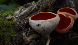 Piros csészegomba (Sarcoscypha coccinea)