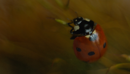 Hétpettyes katicabogár (Coccinella septempunctata)