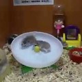 2 hamsters 1 wheel