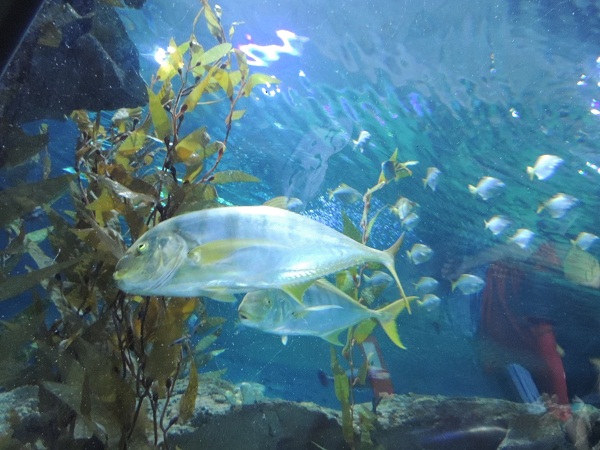 KLCC aquarium.jpg