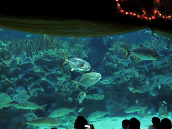 KLCC aquarium3.jpg