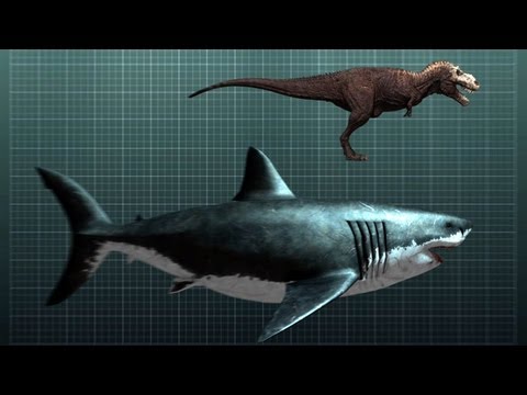 Megalodon mérete.jpg