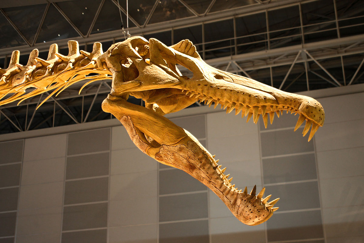 spinosaurus_skull.jpg