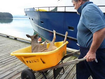 deer-rescue-alaska5.jpg