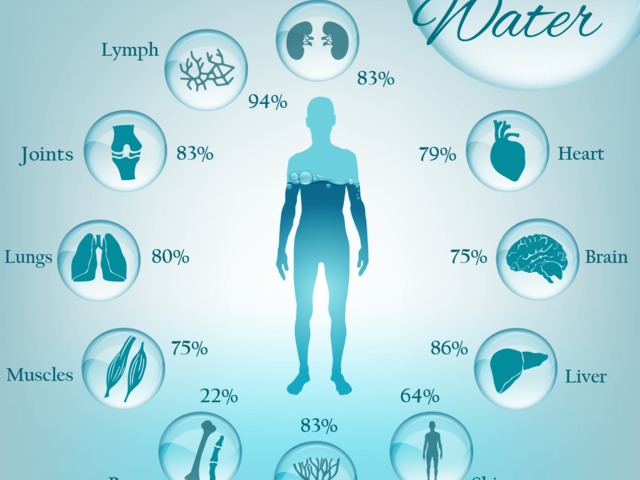 Víz arány az emberi szervezetben és az egyes szervekben ábra