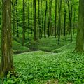 Zöld Erdő - Csodálatos Magyarország