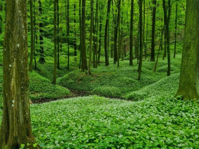 Zöld Erdő - Csodálatos Magyarország