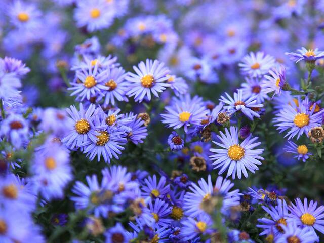 Milyen virág nyílik most? (November)