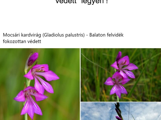Fokozottan védett növényi és állati fajok ...és az emberi élet védelme ...?