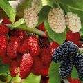 Szívműködésre & Cukorbetegségre - EPERFA termése - Természetes Vitamin és Ásványi anyag forrás
