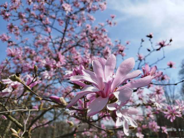 MAGNÓLIA FÁK, Cseresznyefák virágzása - CSODÁLATOS MAGYARORSZÁG