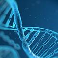 DNS Regeneráció a Hullám-Hang-Rezgés Genetika által