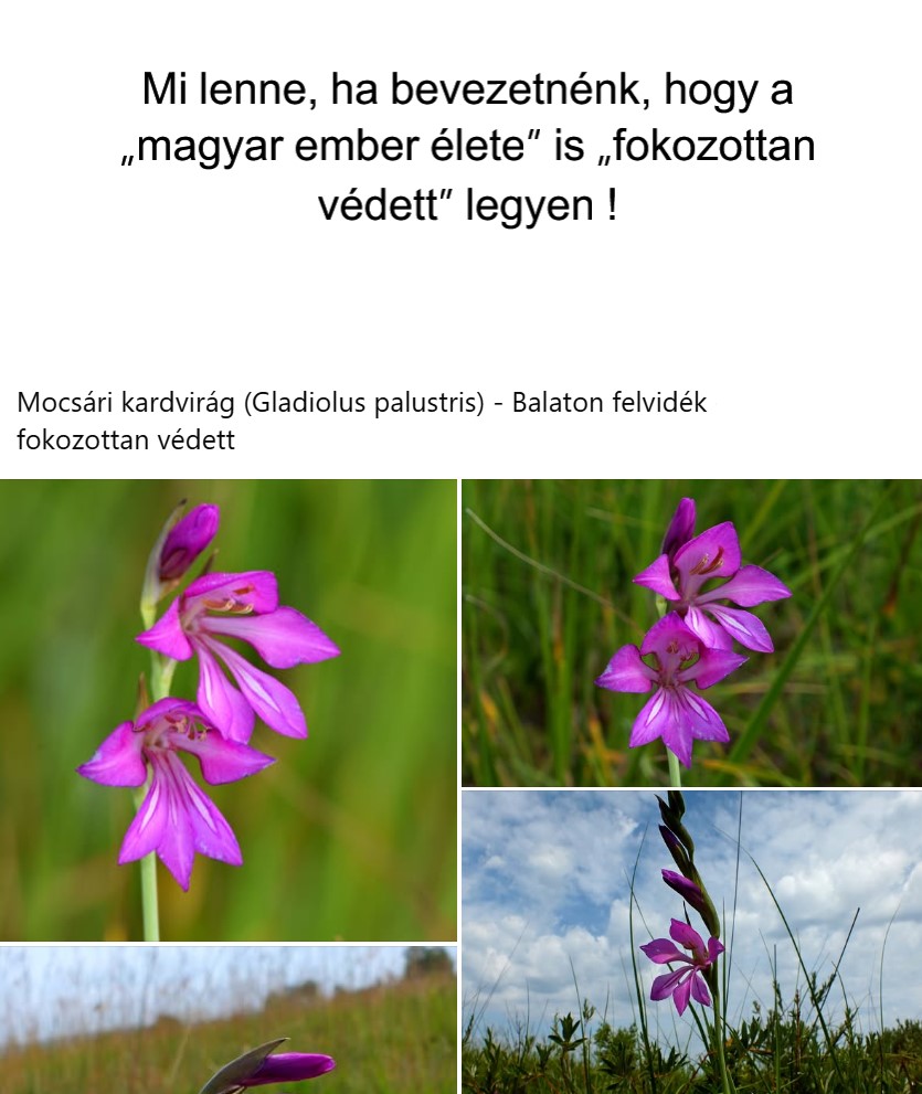 vedett_noveny_vedett_allat_vedett_magyar_ember.jpg