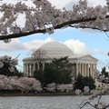 Tudtad, hogy mióta borul cseresznyevirágba az amerikai főváros?