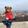 Did you know how Timmy the world-traveling teddy bear came to Hungary?