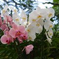 A legszebb orchideák nyílnak a határ menti faluban