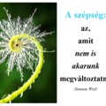 Tökéletesség