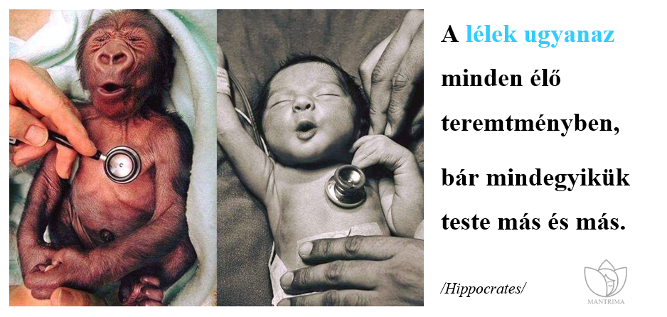 hippocrates.PNG