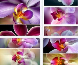 telikert-orchideak.jpg