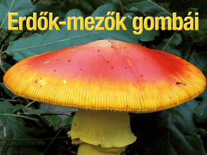 Erdők-mezők gombái