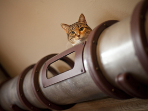 Steampunk macskaság egy kaliforniai lakásban...