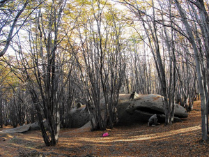 Partra vetett bálna az erdőben