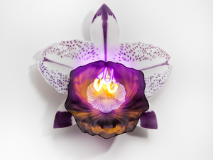 Érzéki orchidealámpák