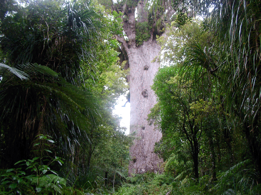 tane-mahuta-2.gif