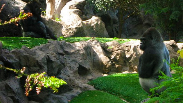 Tenerife03 gorilla_resize.jpg