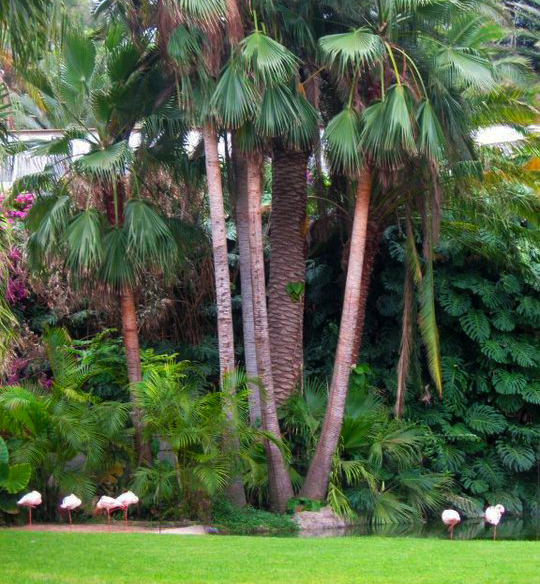 Tenerife05 flamingó.jpg