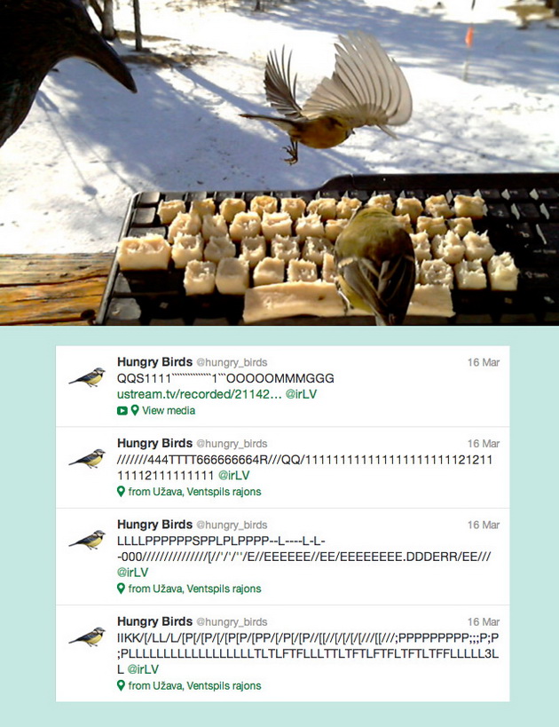 hungry birds03_resize.jpg
