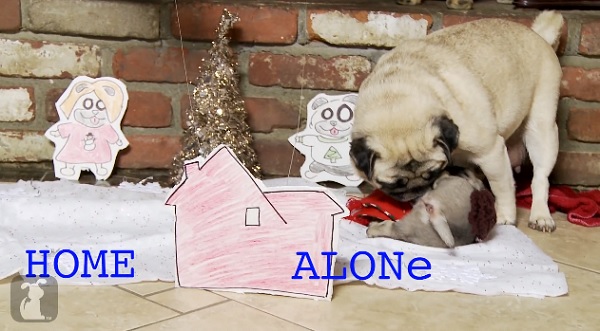 Home Alone.jpg