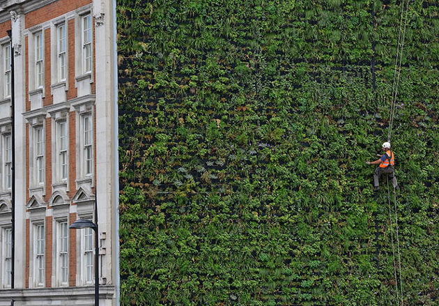 livingwall00_resize.jpg