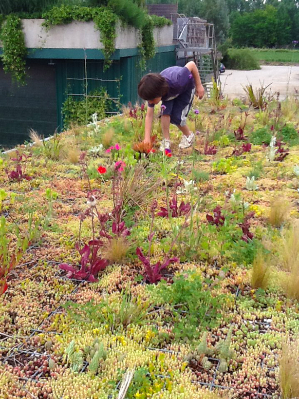 phytokinetic-child-on-roof-urbangardensweb.jpg