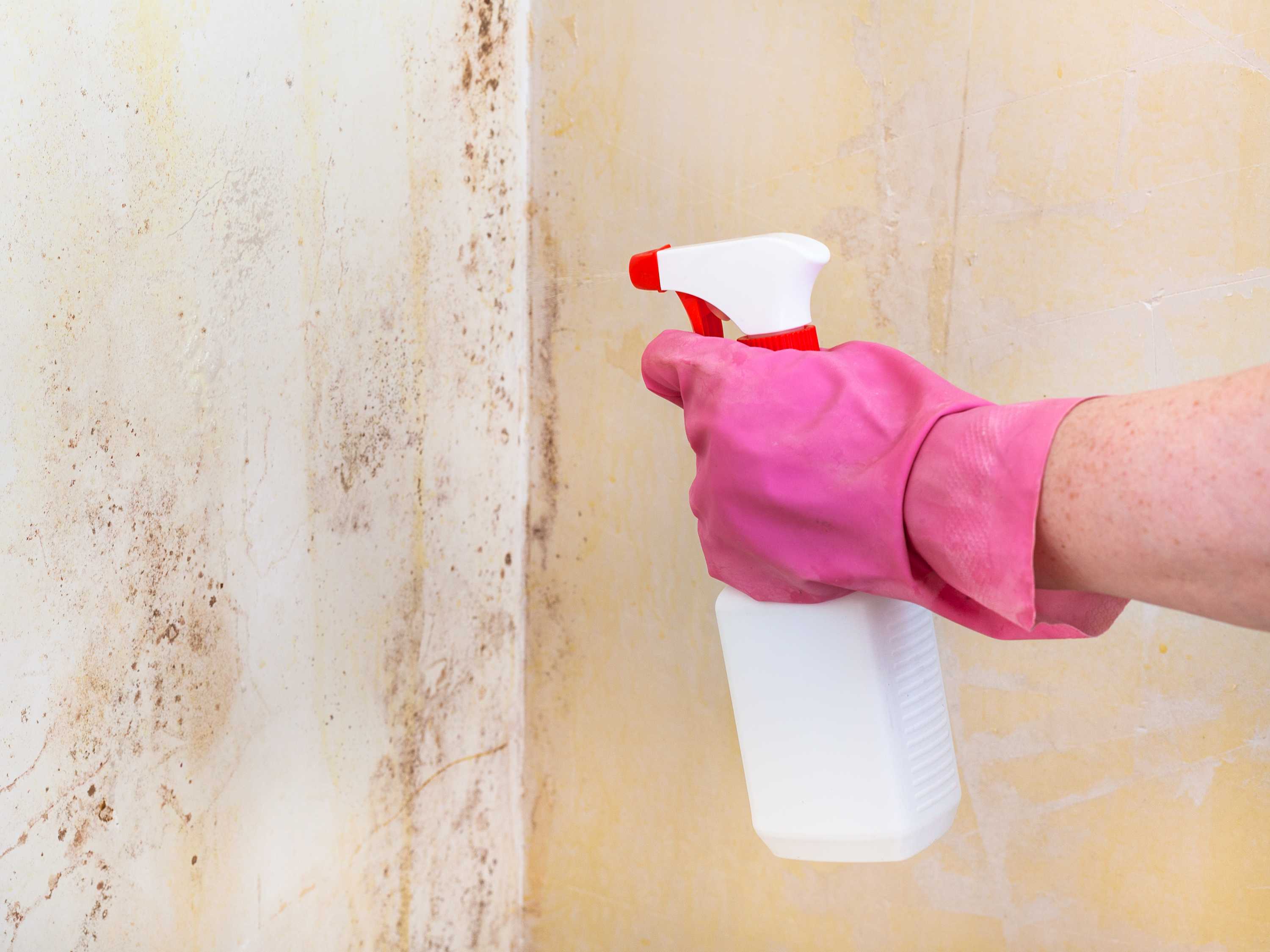 killing-of-mold-on-room-wall-with-chemical-spray-p44rqv8.jpg