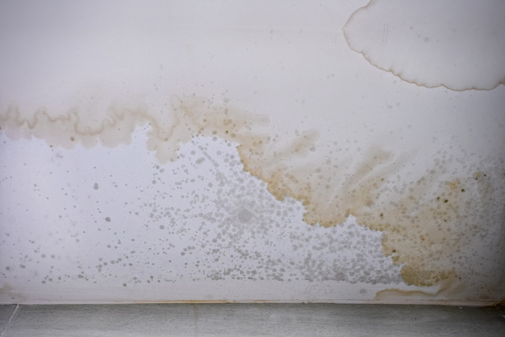 mould-stains-on-the-ceiling.jpg