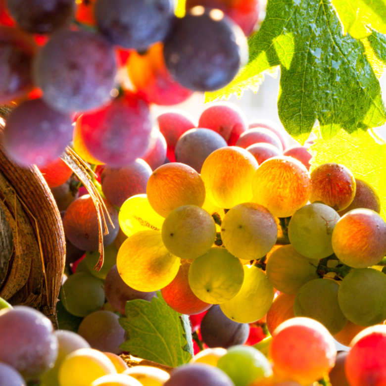 Szüret 2019: 300 millió liter bor készül az idei termésből!