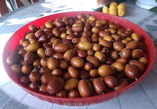 jujuba-20251028.jpg