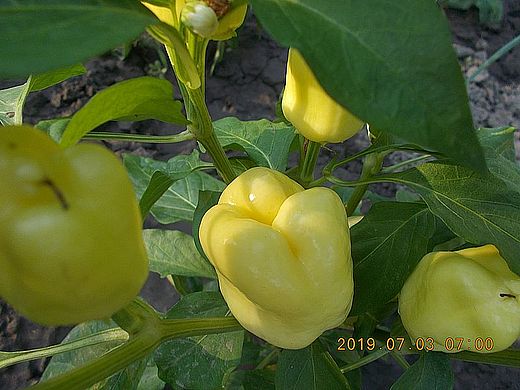 paprika-ab-2019_07_03.jpg