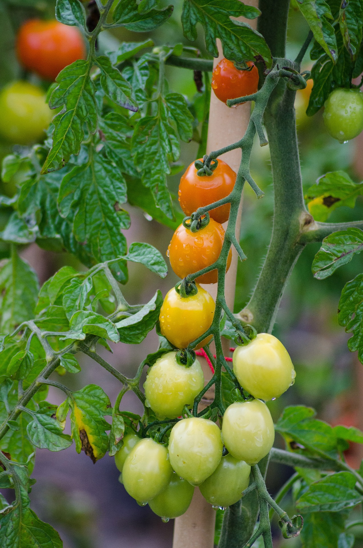 tomatoes-2644702_1920.jpg