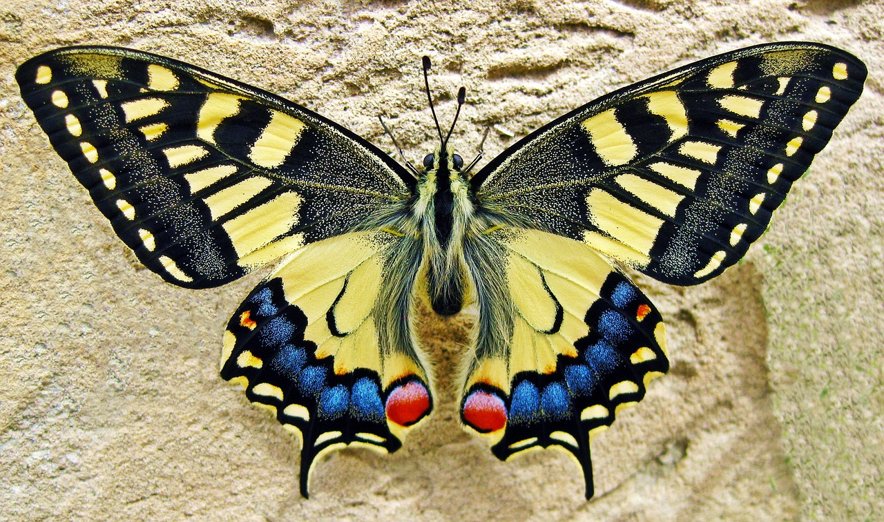 butterfly-1228639_1280.jpg
