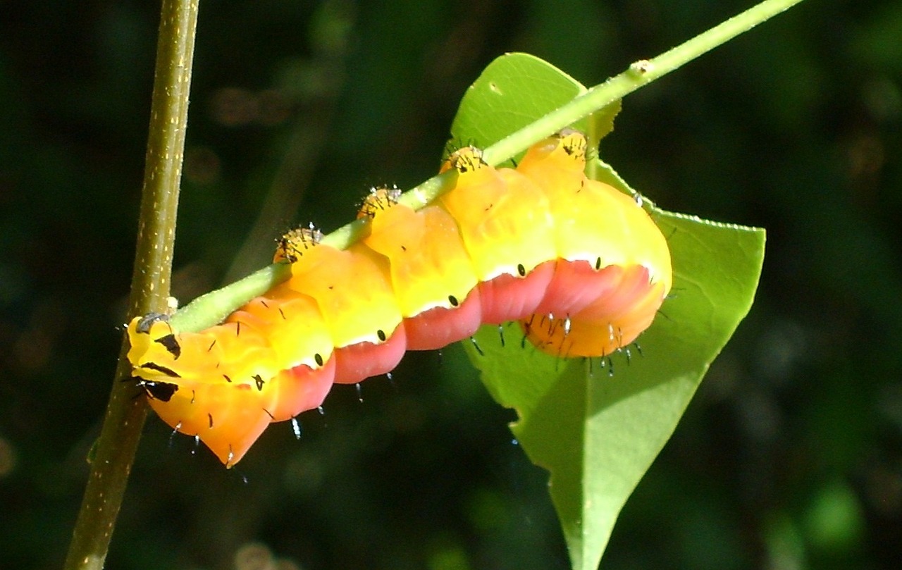 caterpillar-21106_1280.jpg