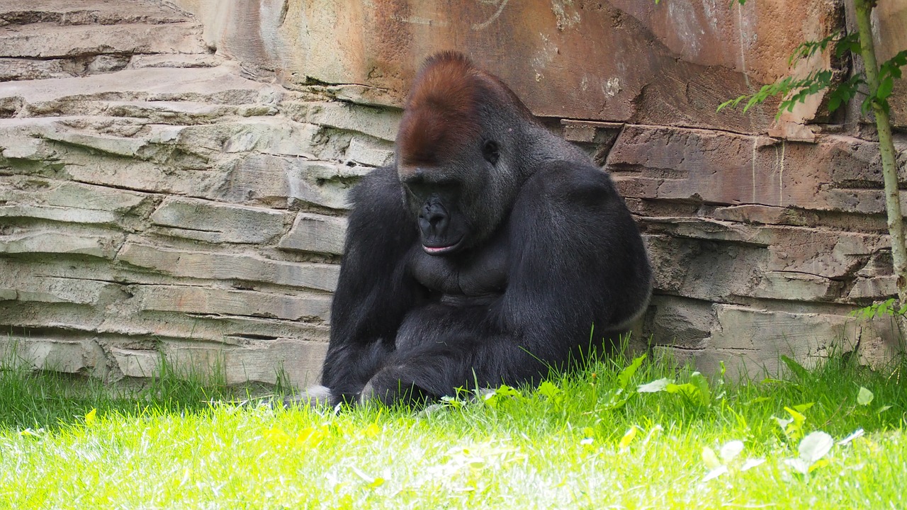 gorilla-1416459_1280.jpg