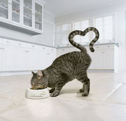 cat-food-ad.jpg