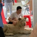 Elkobozták a TikTok-influenszer buliban a háziállatként tartott oroszlánt