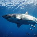 Nagy fehér cápát evő kínai influenszer után nyomoz a rendőrség