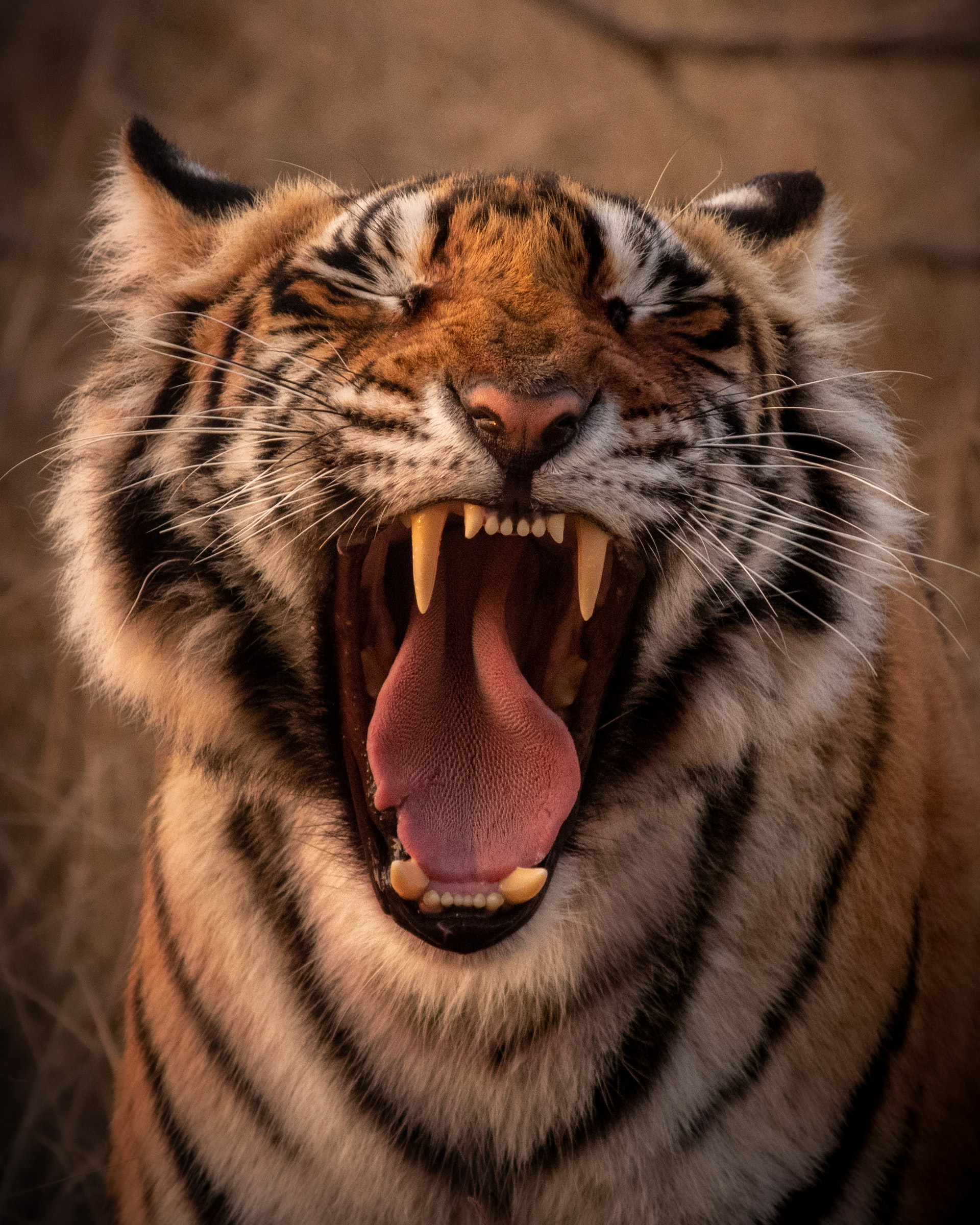 24 óra alatt tigrist lehet venni a Facebookon